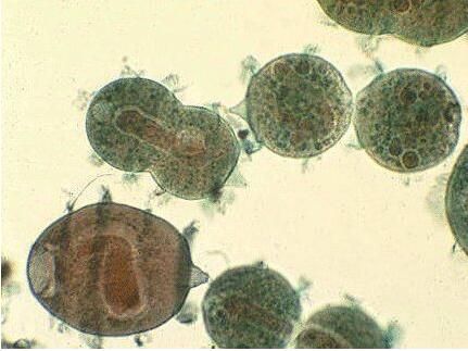 廢水中重金屬污、微生物污染物的處理方法